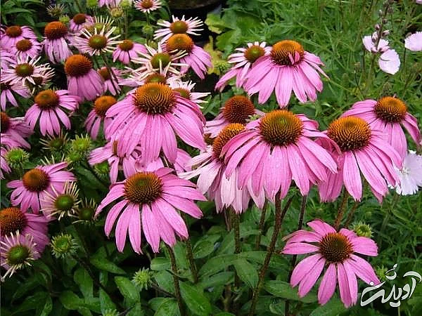 اکیناسه بنفش